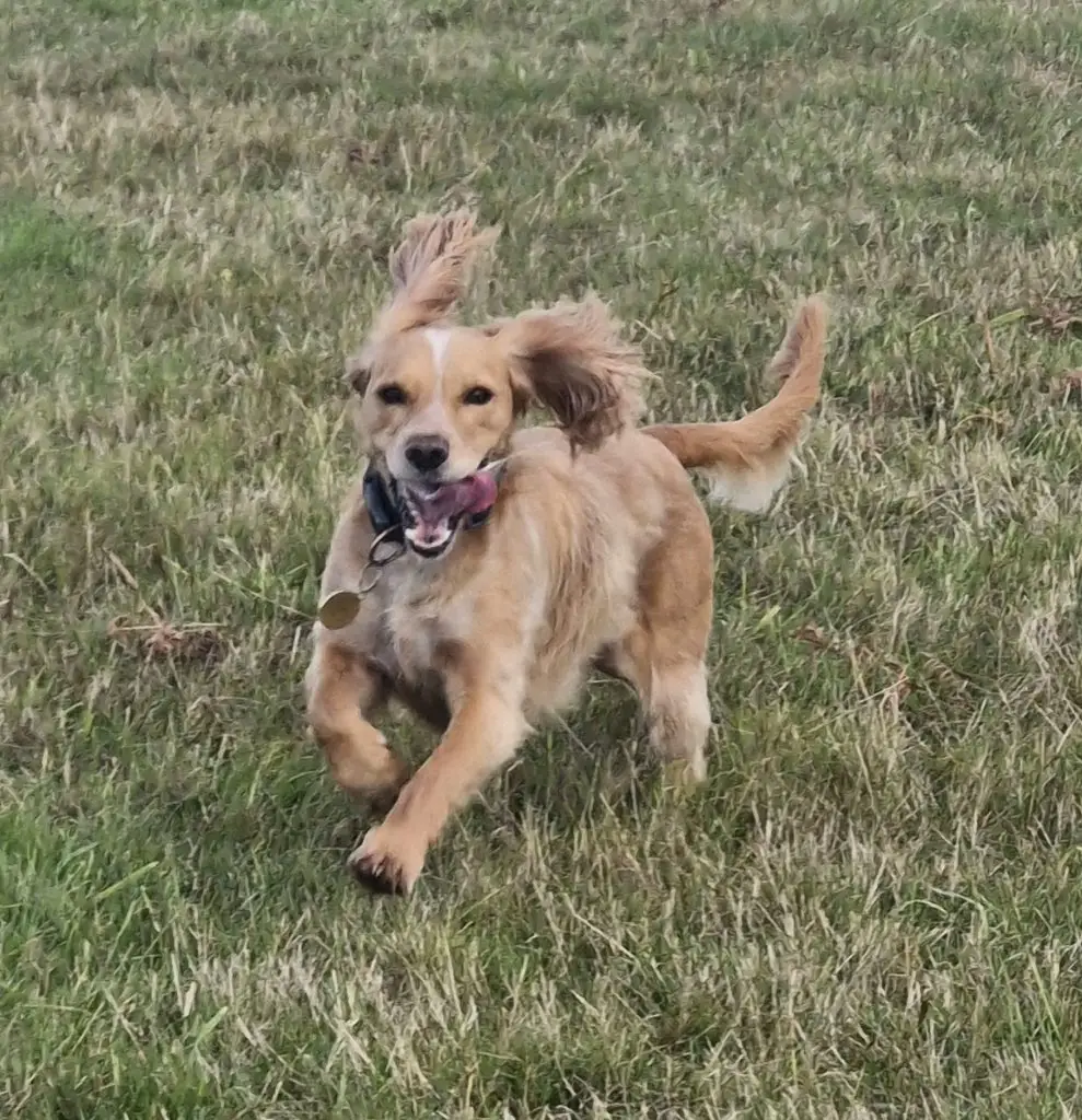 Chew Valley Dog Walking