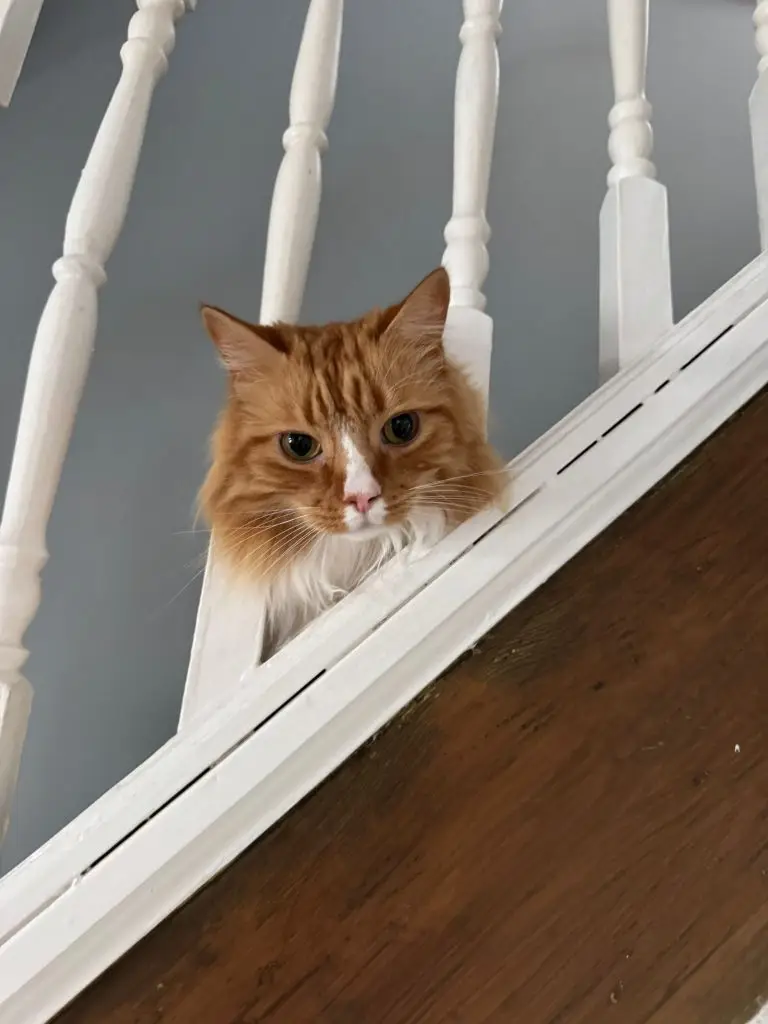 Cat Sitter Bristol