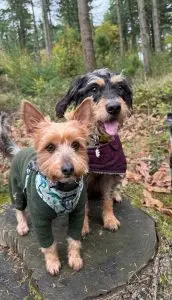 Dog Walking Newport