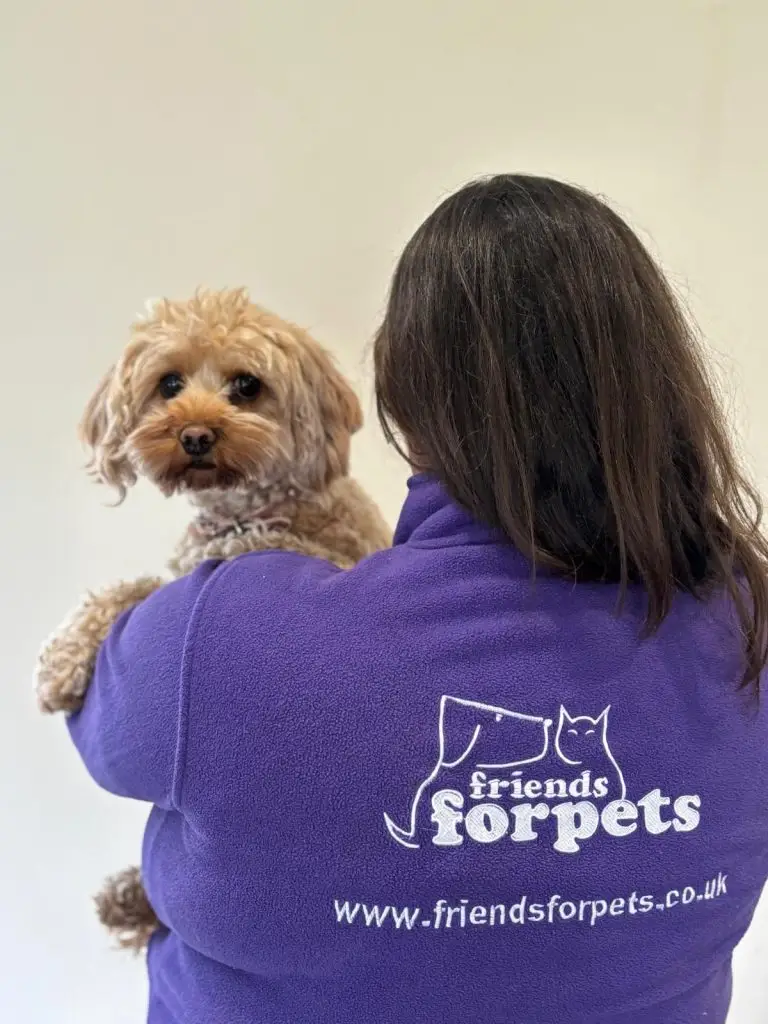 Doggy Day Care Cheddar